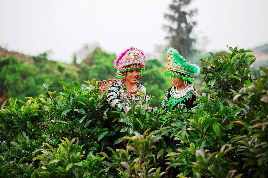 Gli abitanti locali raccolgono il tè Shan Tuyết