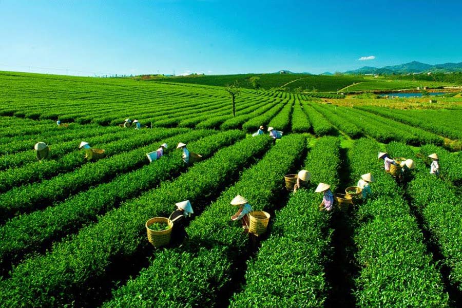 Il campo di tè a Thai Nguyen