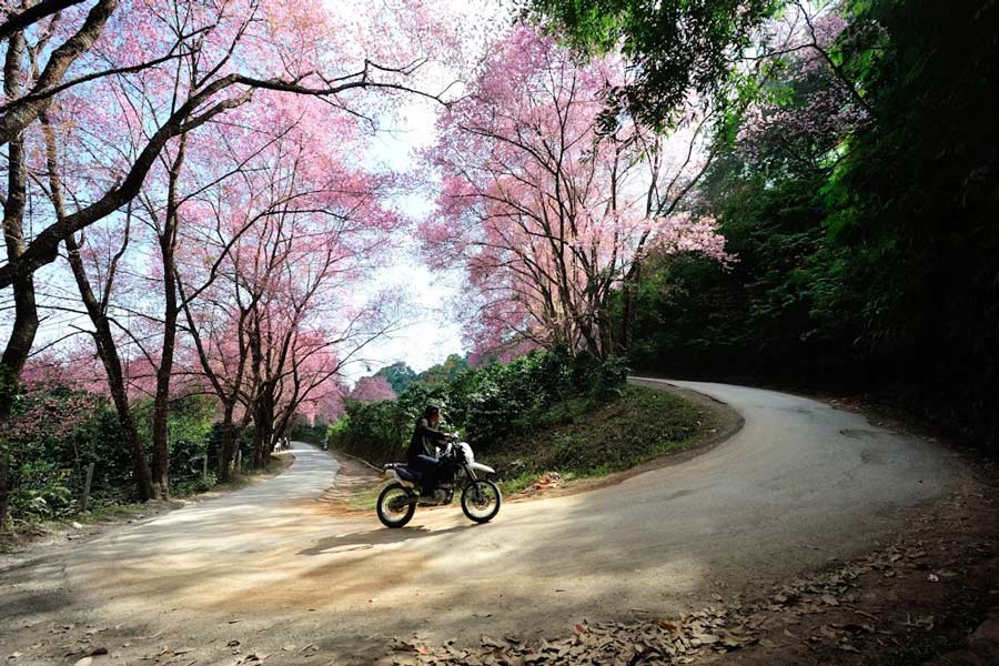 Noleggia una moto per esplorare il Parco Nazionale Doi Suthep durante la stagione della fioritura dei ciliegi