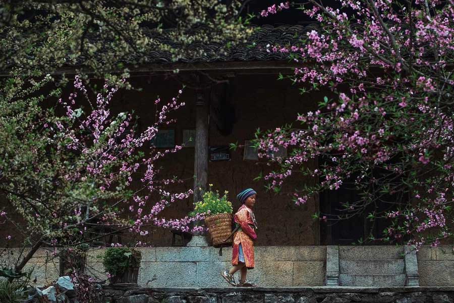 Fiori di pesco nelle zone di alta montagna