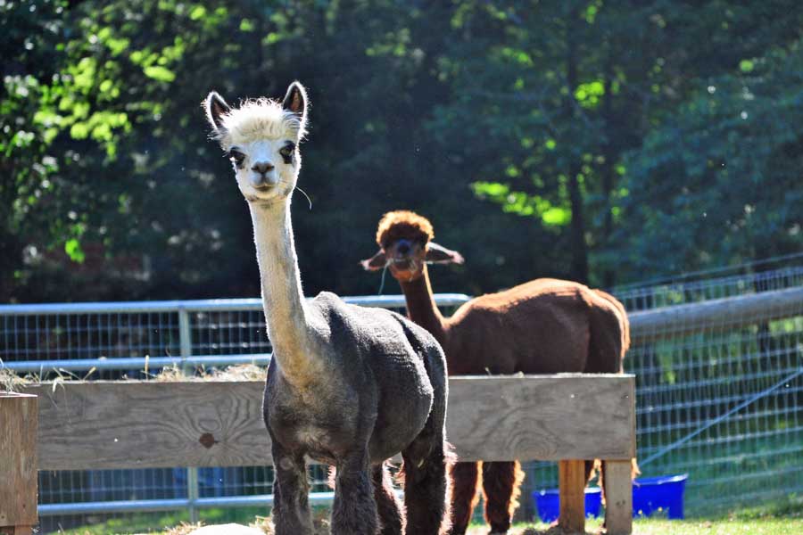 Alpaca adorabili alla fattoria