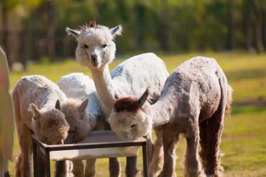 AlpacaHill