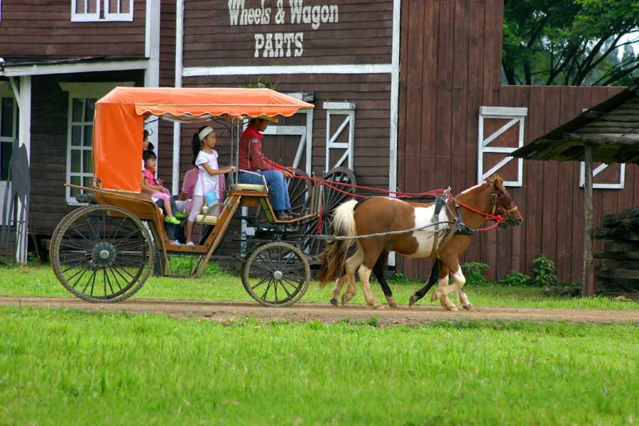 Fai un giro in carrozza intorno alla fattoria