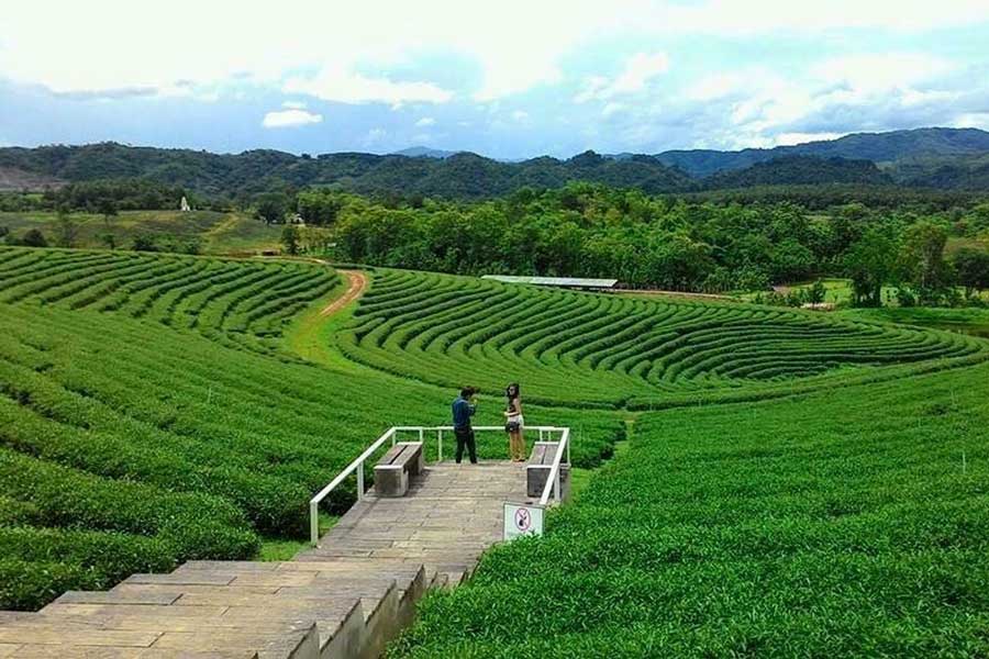 Ammira la vista panoramica sulle colline di tè verde