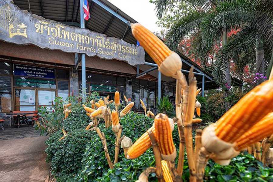 Suwan Farm's Sweet Corn