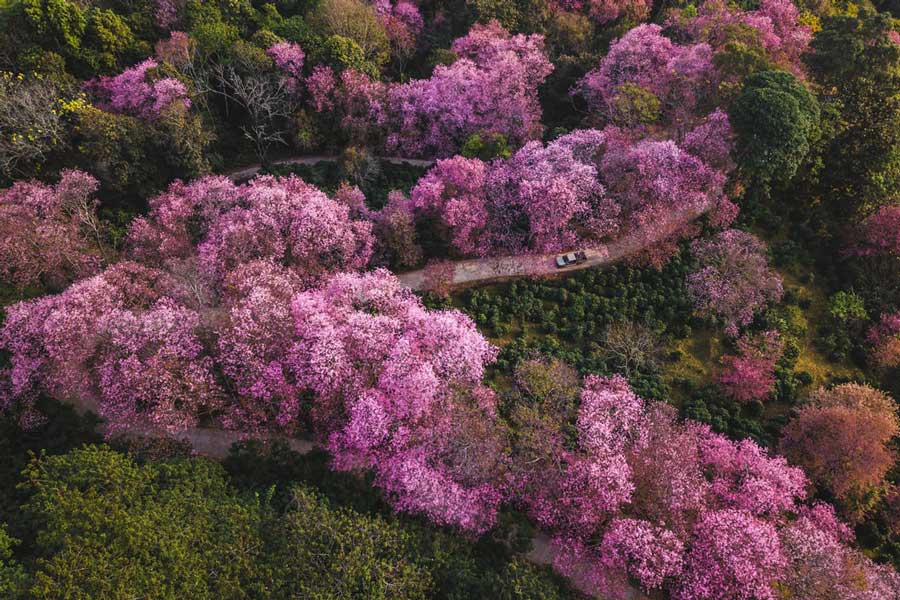 Fiori di ciliegio a Chiang Mai