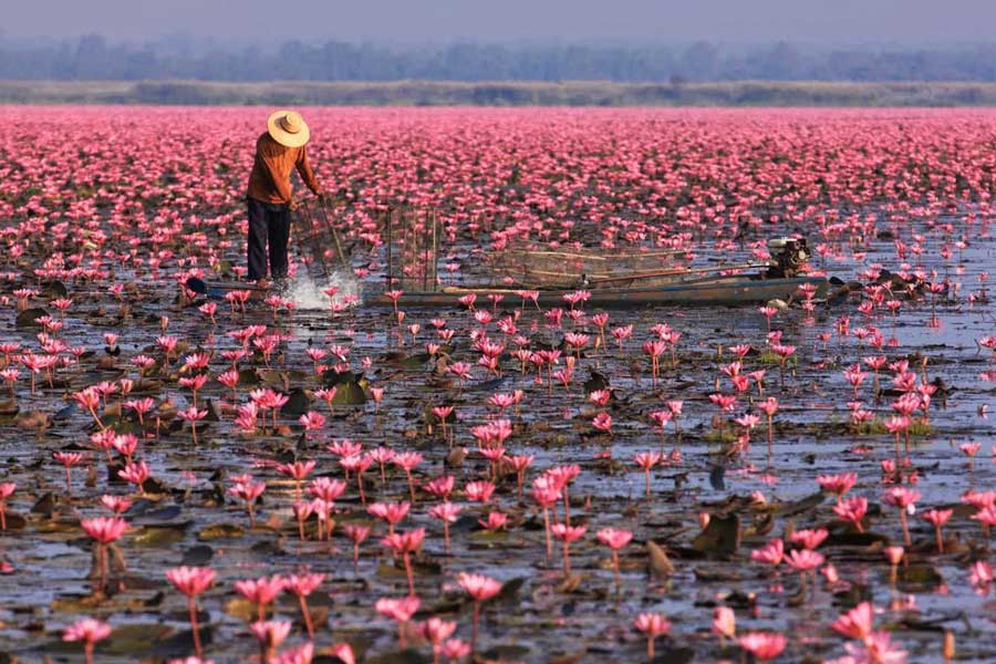 Amirare la bellezza brillante delle ninfee rosse a Udon Thani