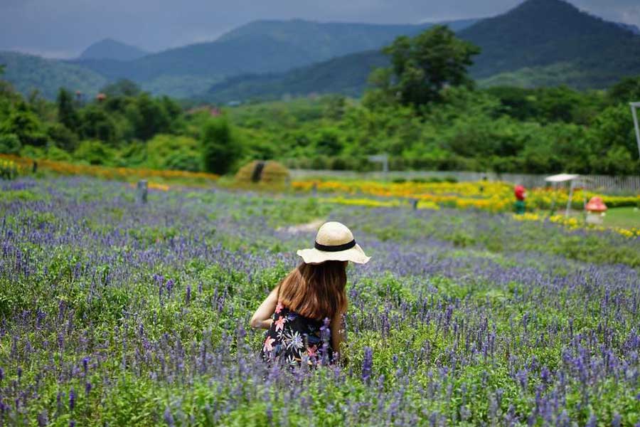 Campo di lavanda a Chiang Rai