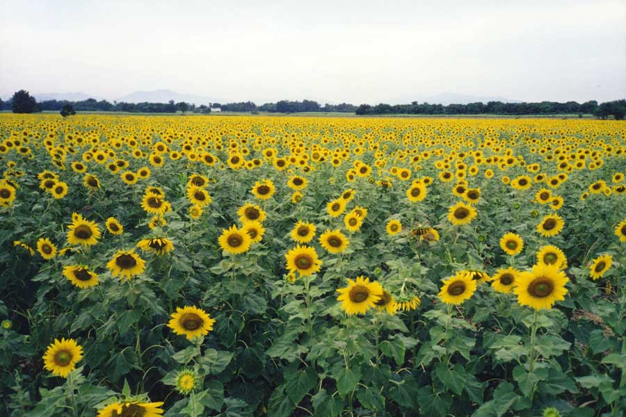 Campi di girasoli a Lopburi