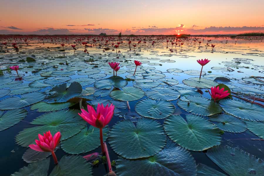 Una bellezza unica e impressionante delle ninfee rosse