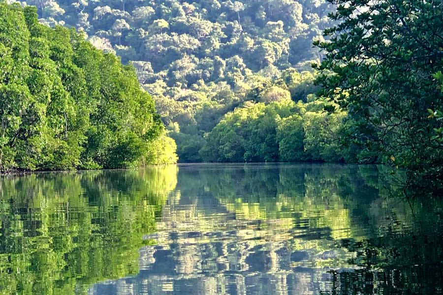 La foresta tropicale lussureggiante