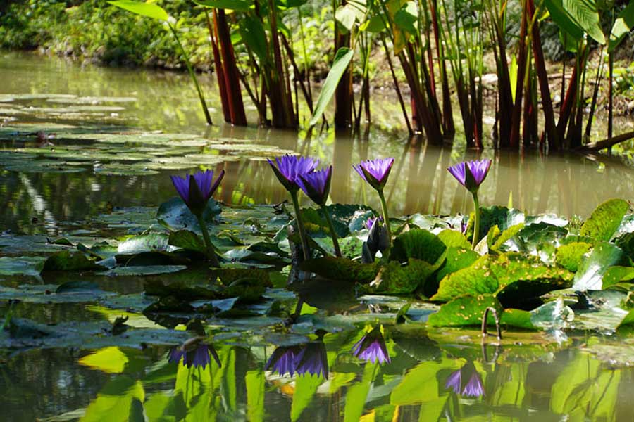 Ninfee al Giardino Botanico Pha Tad Ke