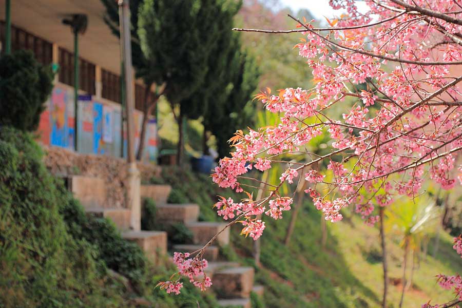 Combina la visione dei fiori di ciliegio a Chiang Rai