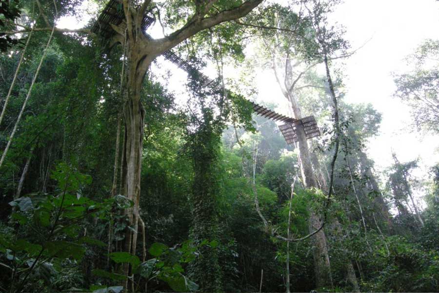 Godirsi la bellezza della foresta di Chiang Mai dall'alto